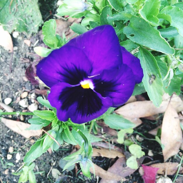 Photo close-up of purple flowers