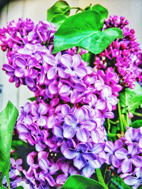 Close-up of purple flowers