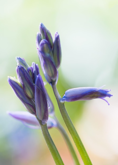 Photo close-up of purple flowers