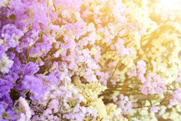 Close-up of purple flowers