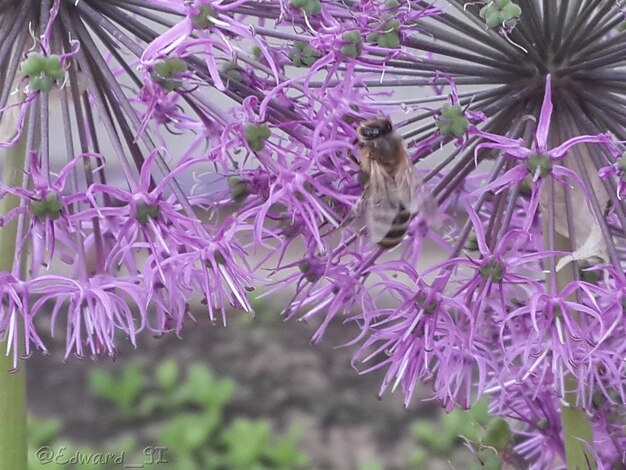 Close-up of purple flowers