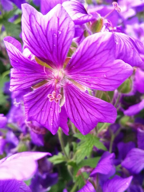 Close-up of purple flowers