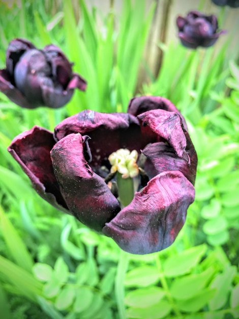 Photo close-up of purple flowers