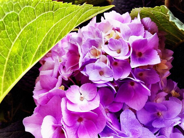 Close-up of purple flowers