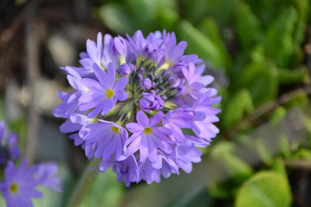 Close-up of purple flowers