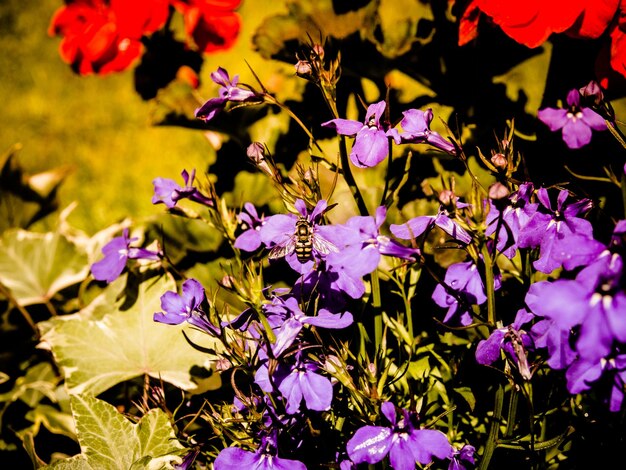 Close-up of purple flowers