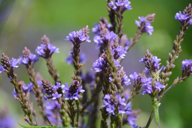 Photo close-up of purple flowers