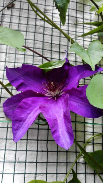 Close-up of purple flowers