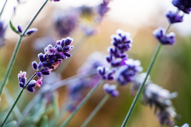 close-up of purple flowers