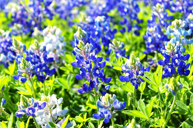 Photo close-up of purple flowers