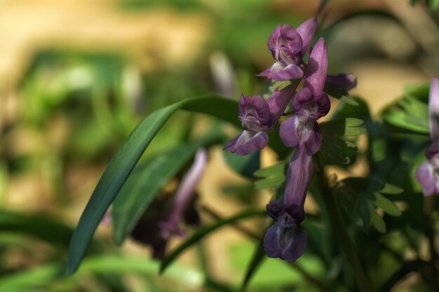 Close-up of purple flowers