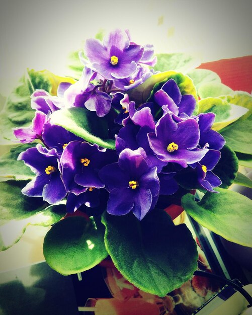 Close-up of purple flowers