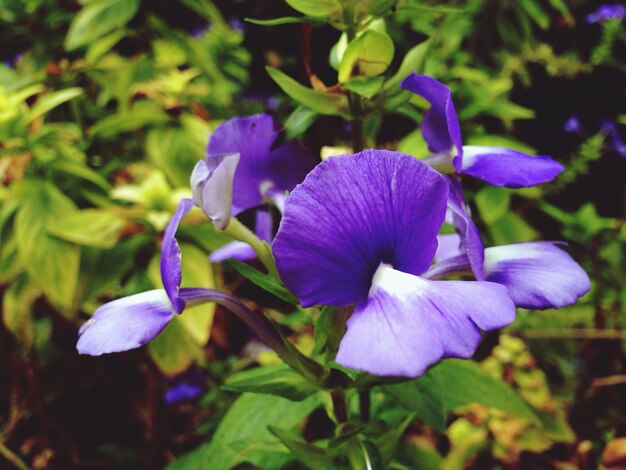 Photo close-up of purple flowers