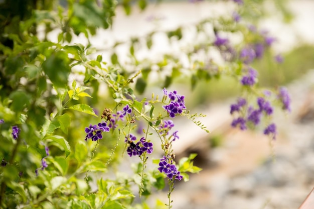 紫色の花のクローズアップ