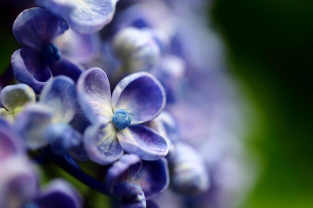 Photo close-up of purple flowers