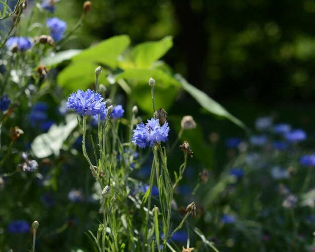 紫色の花のクローズアップ