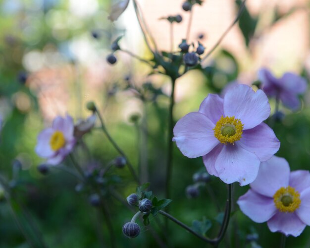 紫色の花のクローズアップ