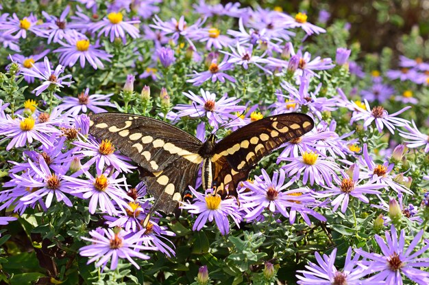 Photo close-up of purple flowers