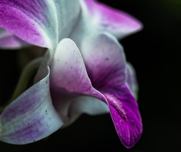 Photo close-up of purple flowers