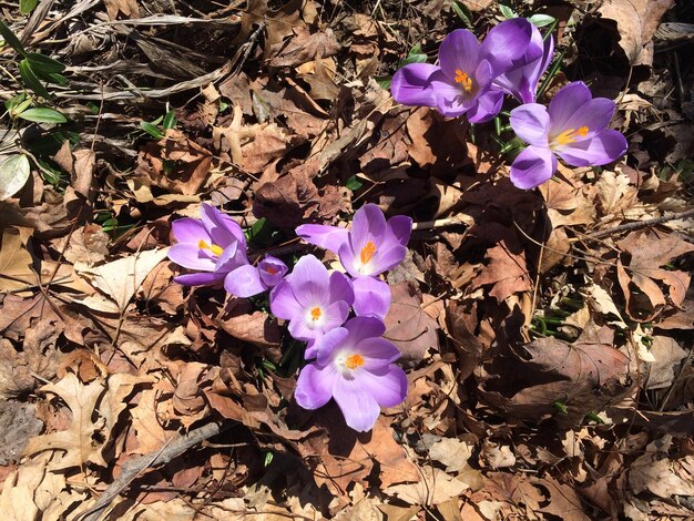 Close-up of purple flowers