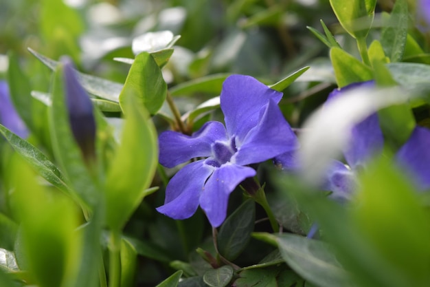 Foto prossimo piano di fiori viola