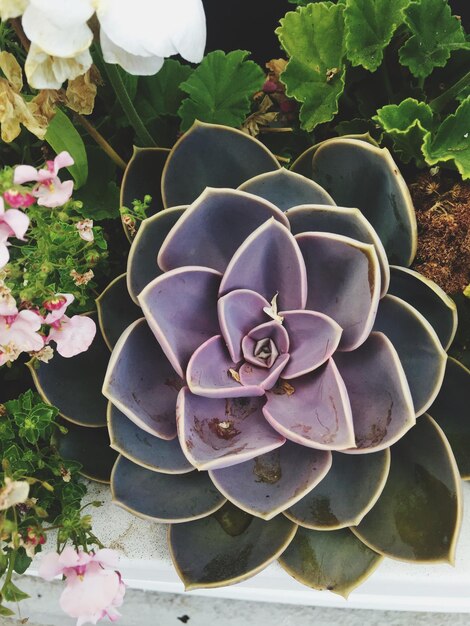 Photo close-up of purple flowers