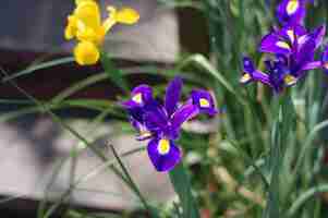 Photo close-up of purple flowers