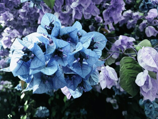 Foto prossimo piano di fiori viola