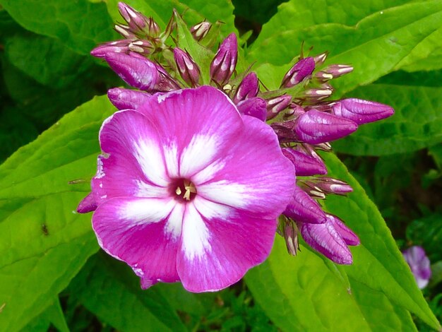 Close-up of purple flowers