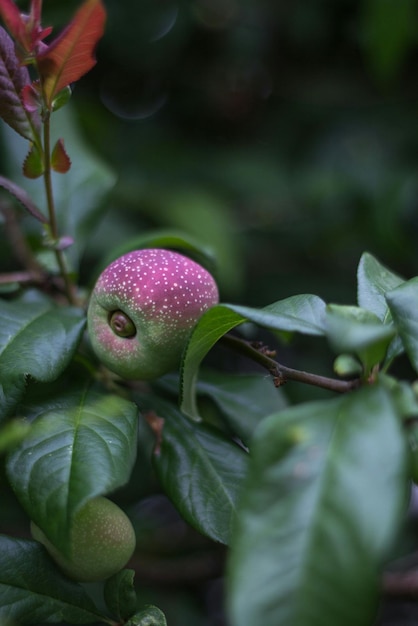 Photo close-up of purple fruit growing on plant