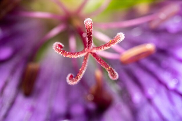 Close-up of purple geranium flower