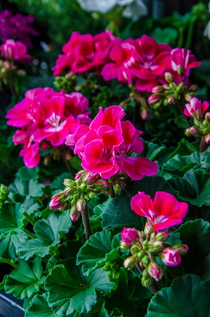 A close up of a purple geranium plant with green leaves