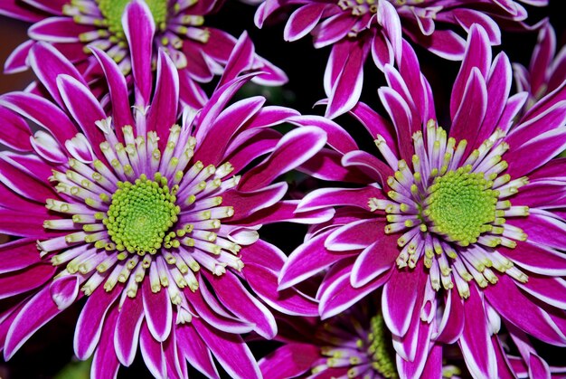 Photo a close up of a purple and green flower