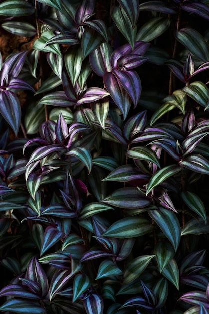 A close up of purple and green leaves