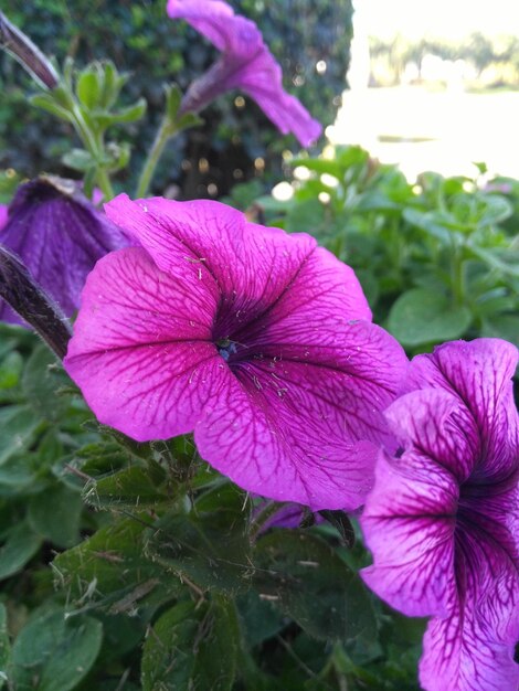 Close-up of purple hibiscus flower