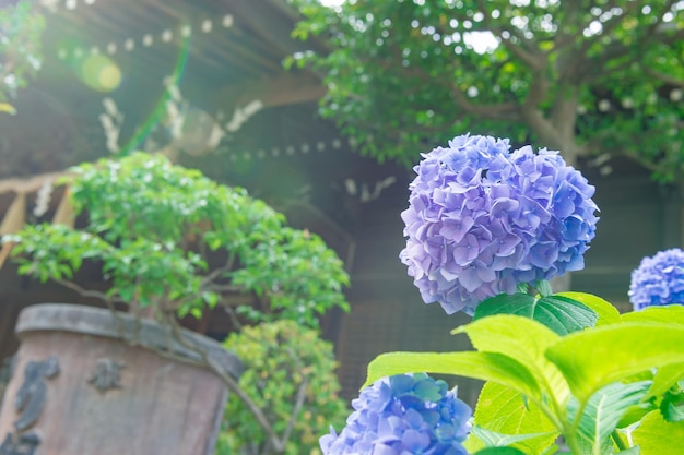 Photo close-up of purple hydrangea flower