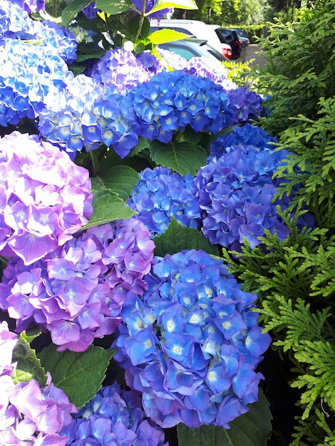 Close-up of purple hydrangea flowers