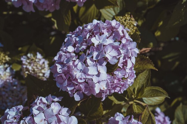 Close-up of purple hydrangea flowers