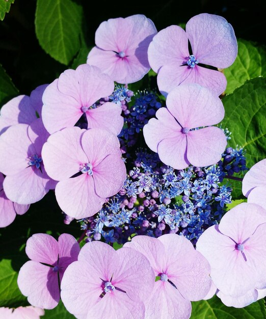 Close-up of purple hydrangea flowers