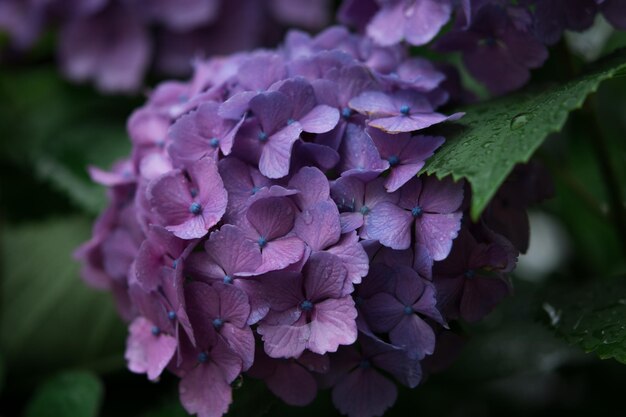 Close-up of purple hydrangea flowers