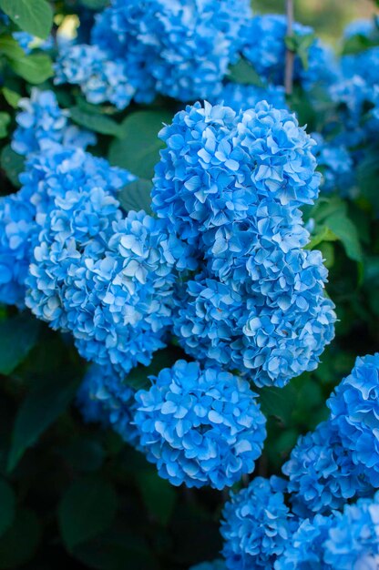 Close-up of purple hydrangea flowers