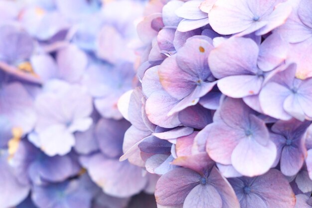 Ближайший план цветов фиолетовой гортензии