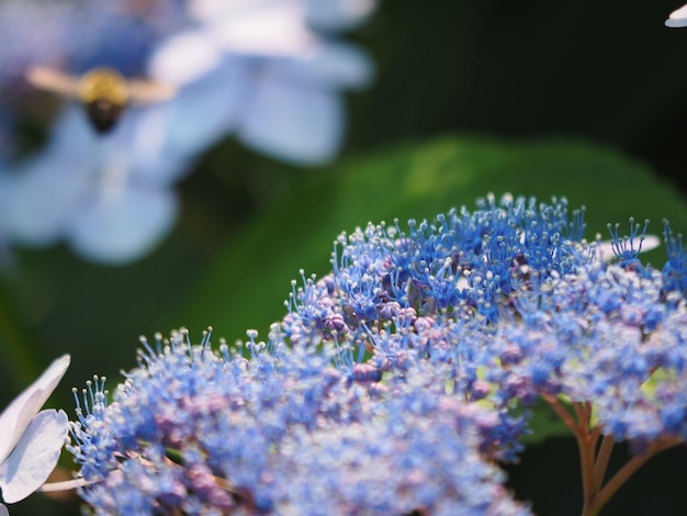 Close-up of purple hydrangea flowers