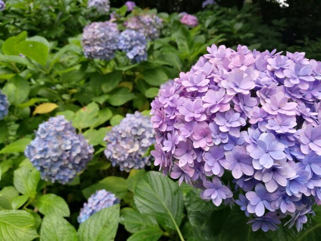 Close-up of purple hydrangea flowers