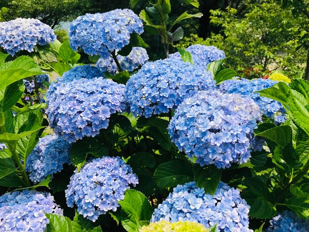 Close-up of purple hydrangea flowers