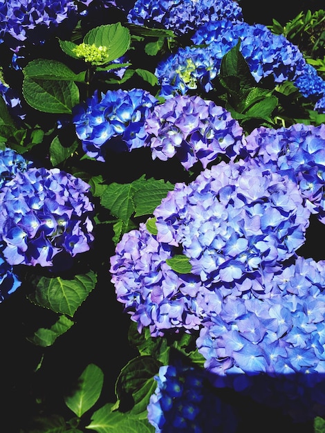 Foto prossimo piano dei fiori d'ortensia viola