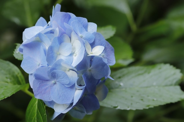 紫色のホルテンジアの花のクローズアップ