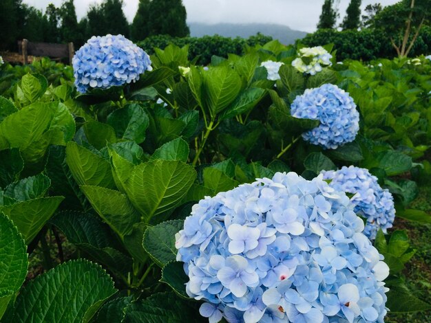 Close-up of purple hydrangea flowers