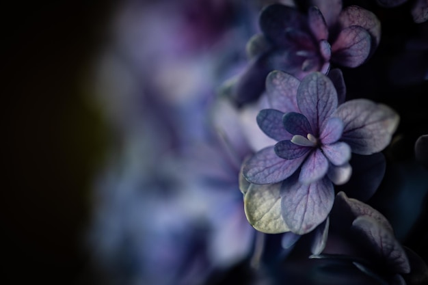 Photo close-up of purple hydrangea flowers