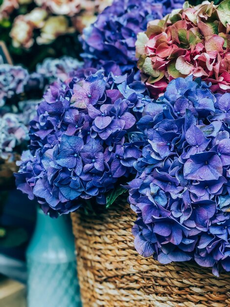 Foto prossimo piano dell'ortensia viola sulla pianta